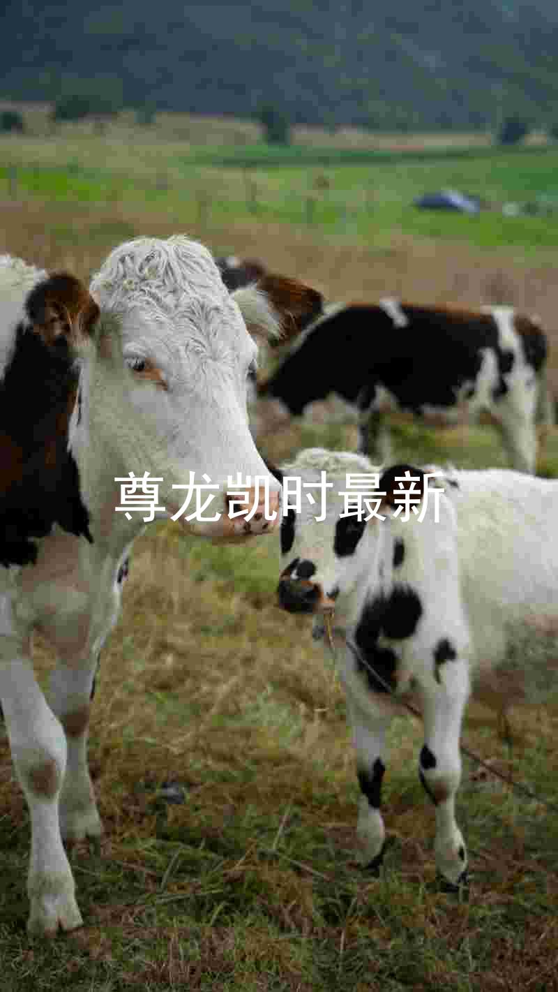 尊龙凯时最新